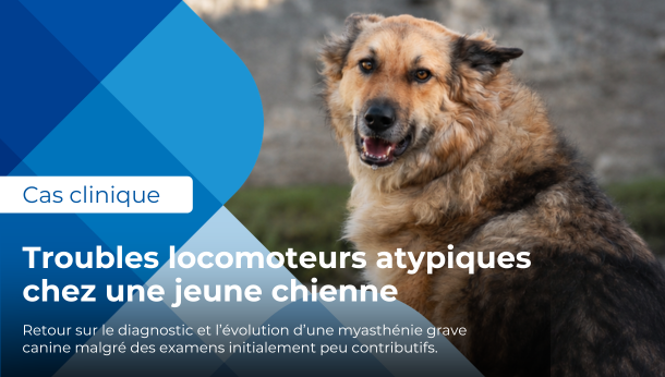 chien avec troubles locomoteurs